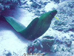 Green Moray Eel Sitting 88Ft down watching us desend by Eric Walker 